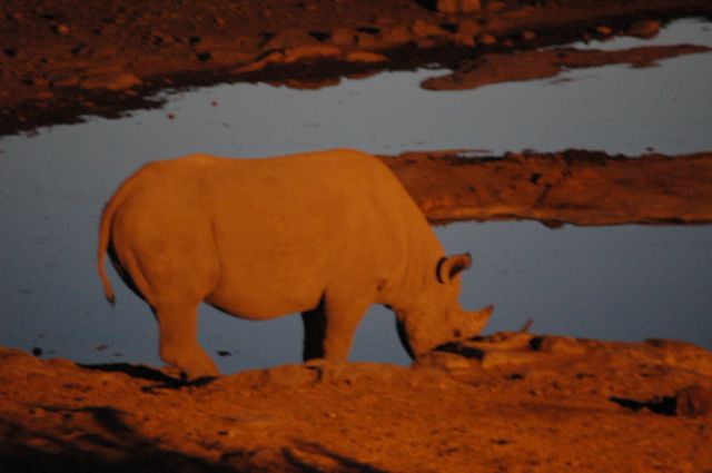 Etosha has a &quot;purposefully&quot; undisclosed Black Rhino population (for obvious reasons), which is rumoured to be one of the largest in Africa...&amp; the least threatened