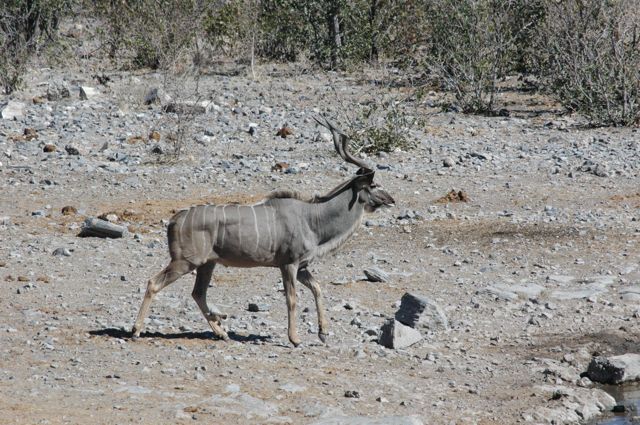 the Kudu, as well as ALL of the animals seen, during the thick-of-the=present drought, were all in excellent shape / condition