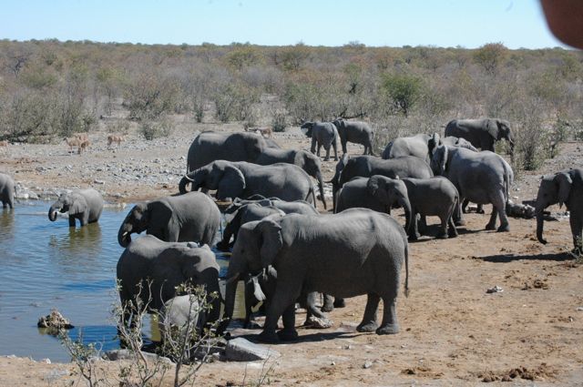 this was during a quick lunch-break, in the Halali waterhole, within a short-walk from our campsite (max 10 min) = 59x elephants, apart from the dozens of Impala &amp; Kudu