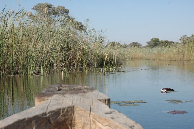 our first &quot;Makoro&quot; boat ride ... luckily uniterrupted by any Hippos. The canoe's &quot;skipper&quot; was a very pleasant and knowledgeable Angolan, called Agostino