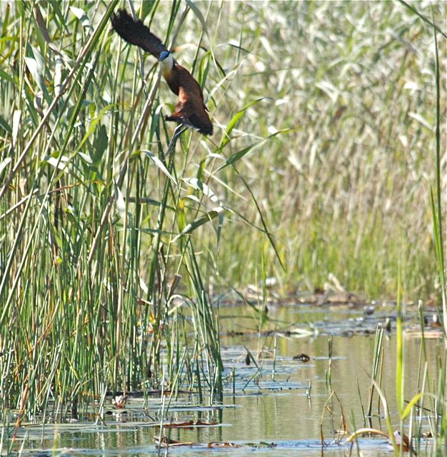 after the dry Etosha, the Caprivi was a haven-of-birdlife. So many of them close enough to photograph - an African Gacana (i believe)