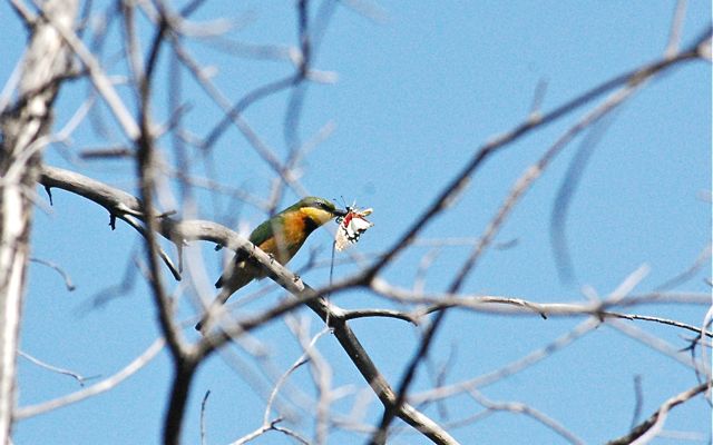 one of the many Bee-eaters, caught-in-the-act, with lunch