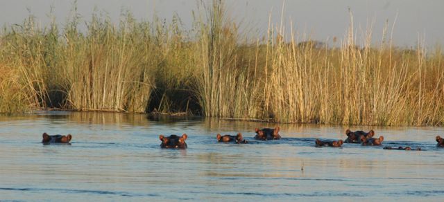 the &quot;local&quot; water-residents, Hippos, which I heard later, roam inbetween the campsites in the evenings ...