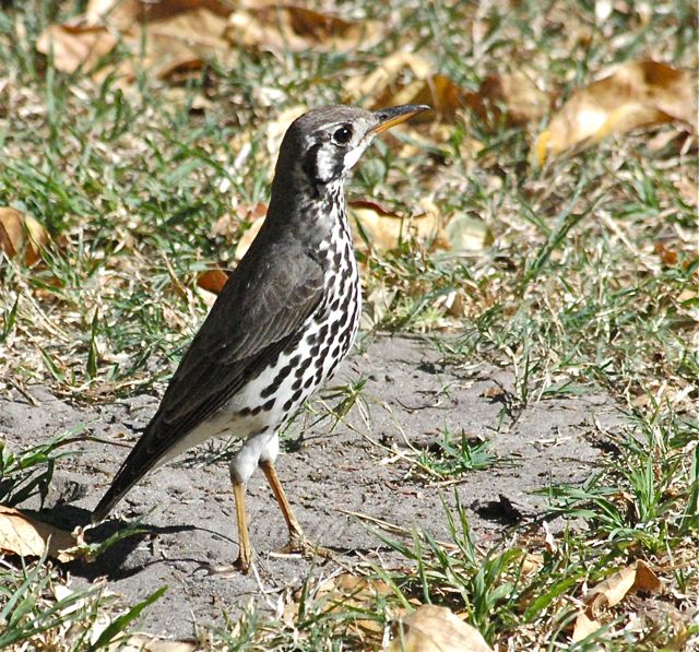 DSC_0344.jpg