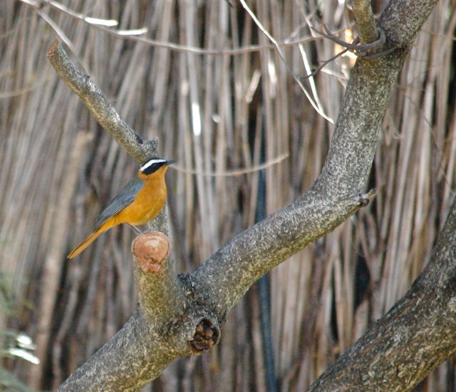 DSC_0347.jpg