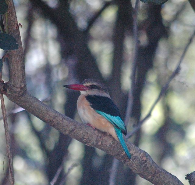 one of the 4x Kingfisher species seen that morning.... this was the male (of a pair) that was permanently &quot;stationed at our campsite, and made their daily appearances, as soon as the lawn sprinkler was turned on