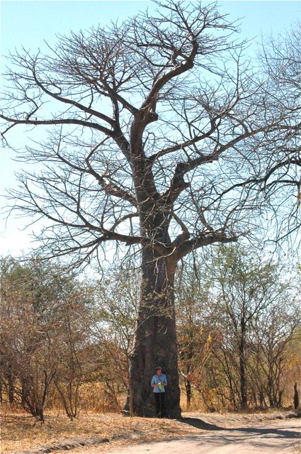 a &quot;young&quot; Boabab, with SWAMBO posing, for a size-comparison