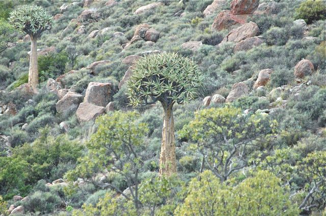 one of the many beautiful Quiver trees