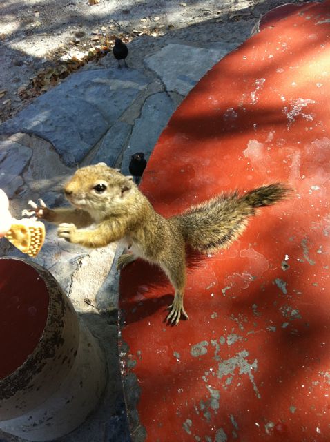 oooops...almost forgot... one of the Etosha's &quot;friendly&quot; squirrels ( Halali ), which wouldn't &quot;take NO&quot; for an answer, while we had breakfast