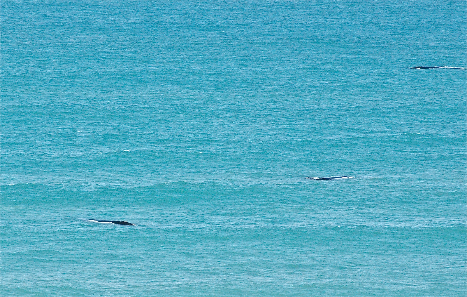the numerous whales in the bay ( which is rated the most prolific in southern SA waters )