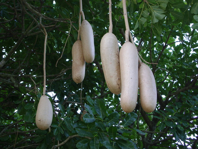 Wors.jpg